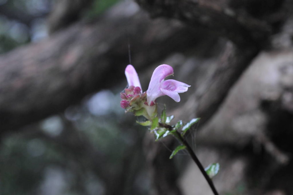 ハンカイシオガマ？