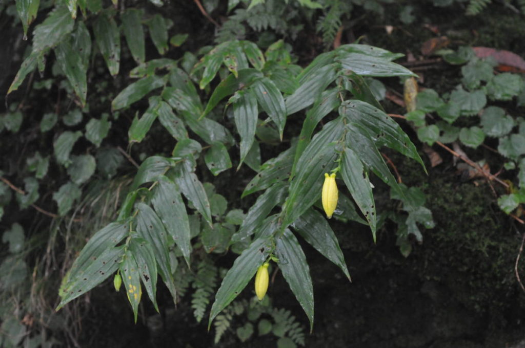 サガミジョウロウホトトギス