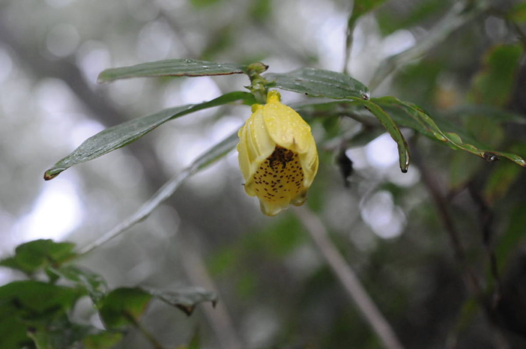 サガミジョウロウホトトギス