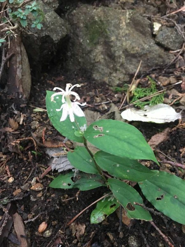 ヤマホトトギス