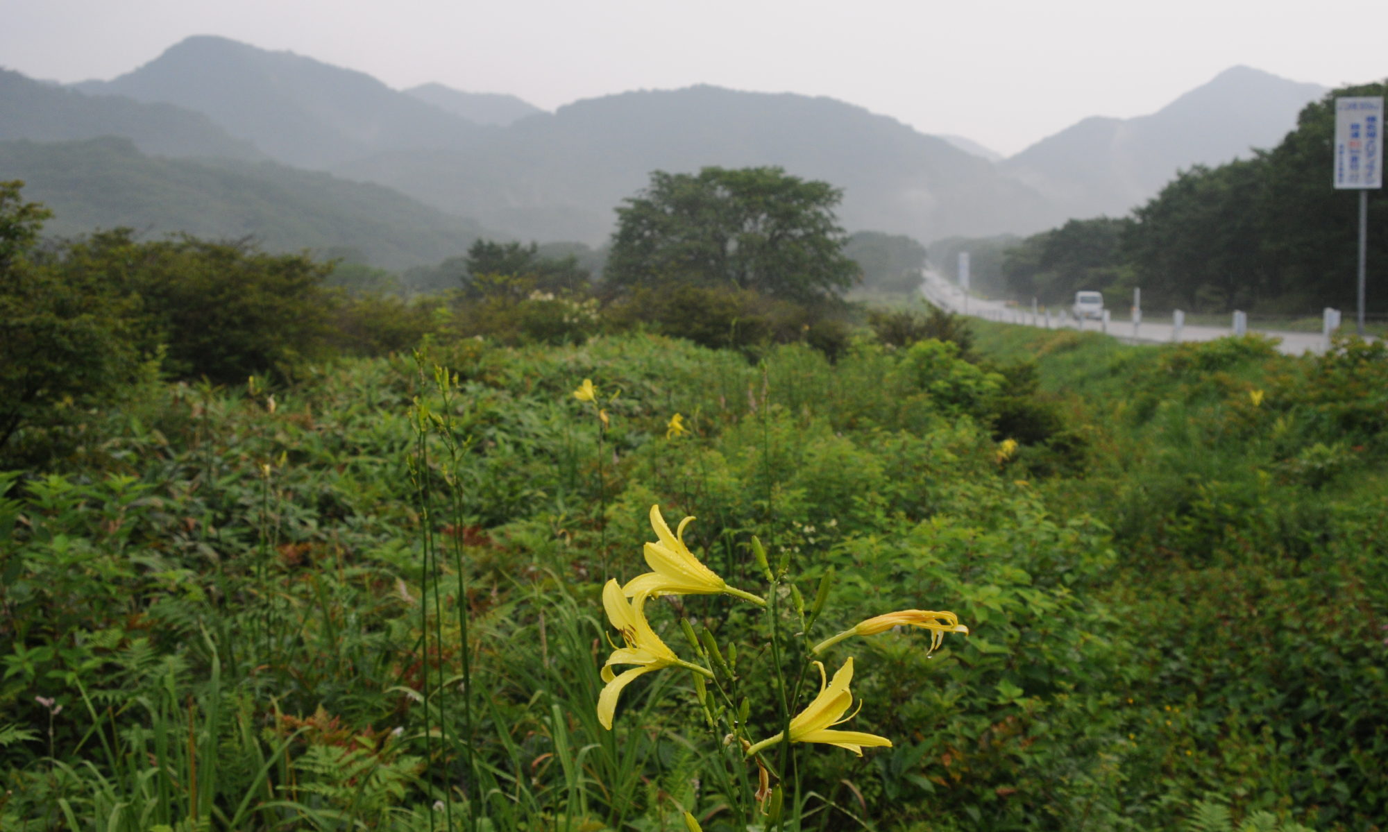 あるアプリ作家の退屈な植物撮影記