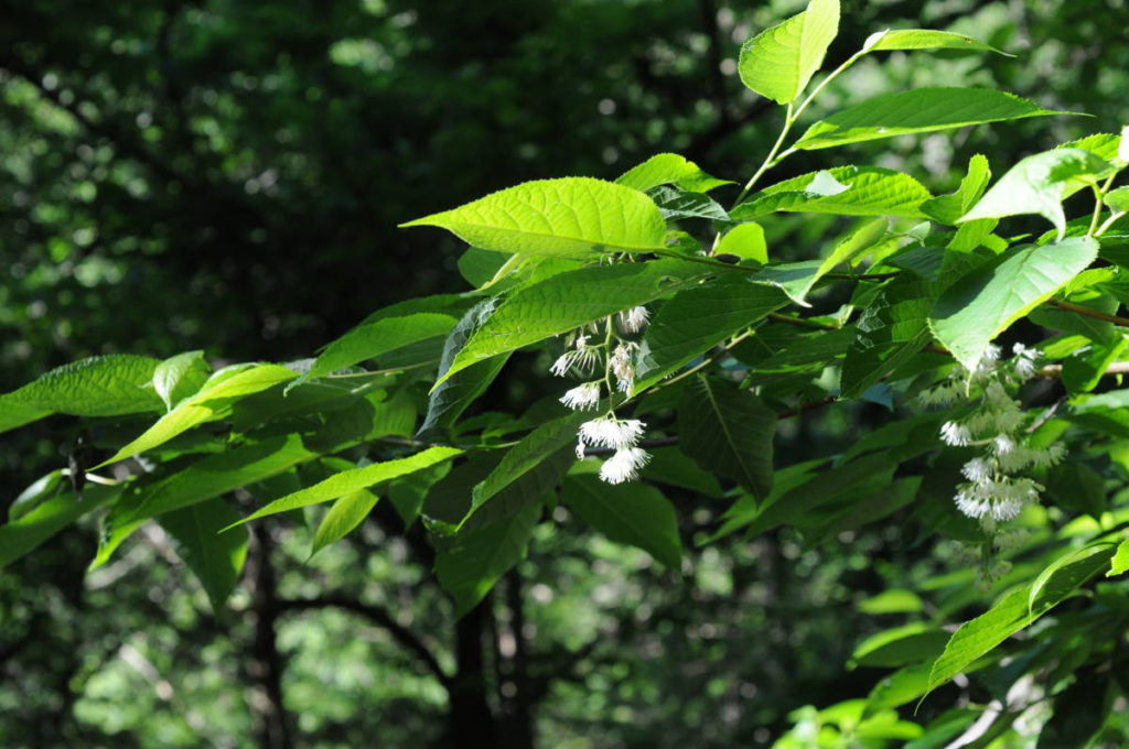 オオバアサガラ