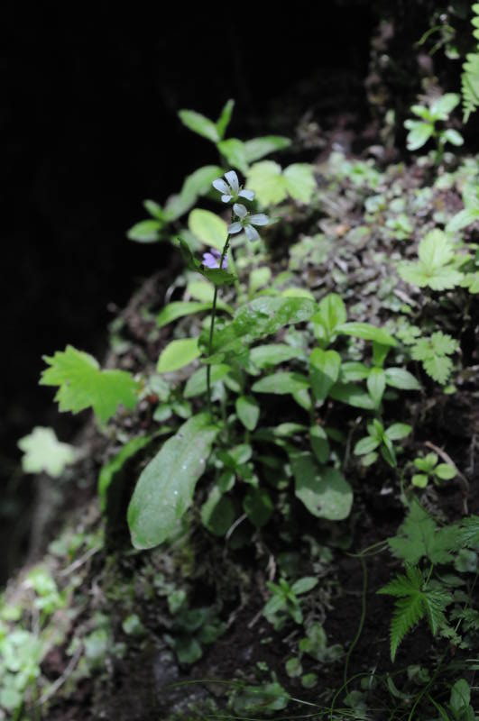 ハタザオの仲間