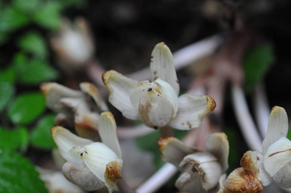 キバナノショウキラン