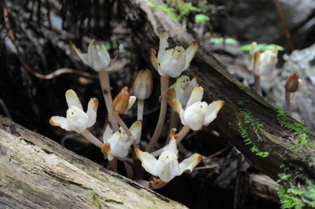 キバナノショウキラン