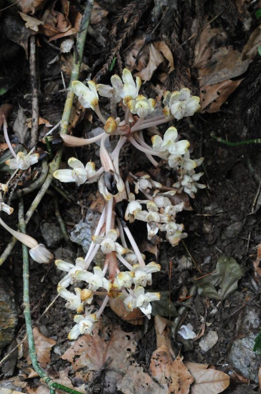 キバナノショウキラン