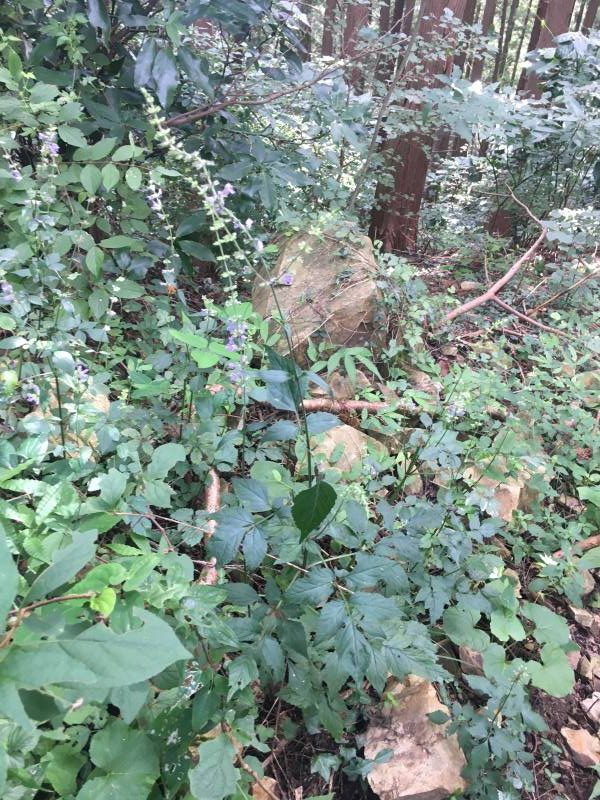 アキノタムラソウ