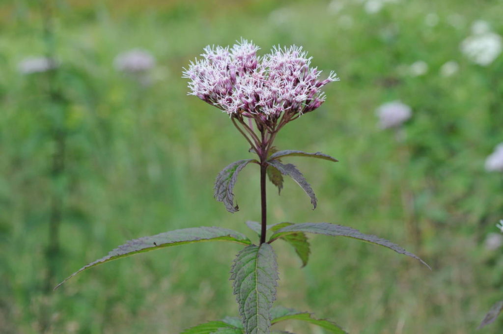 ヨツバヒヨドリ