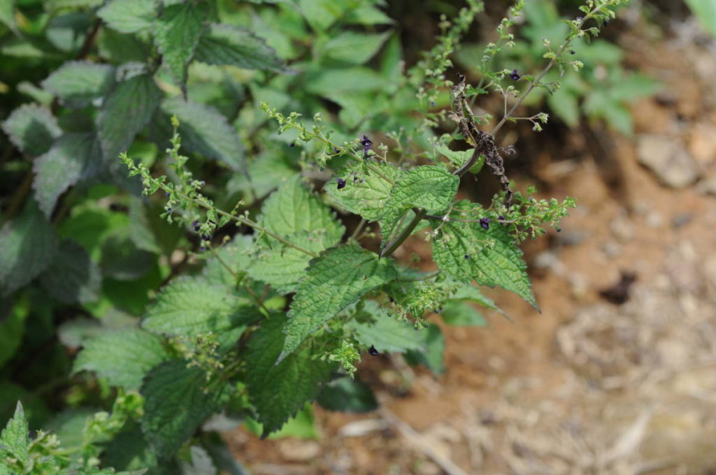 クロバナヒキオコシ