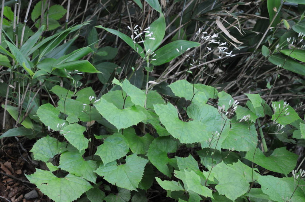 ヨブスマソウの仲間