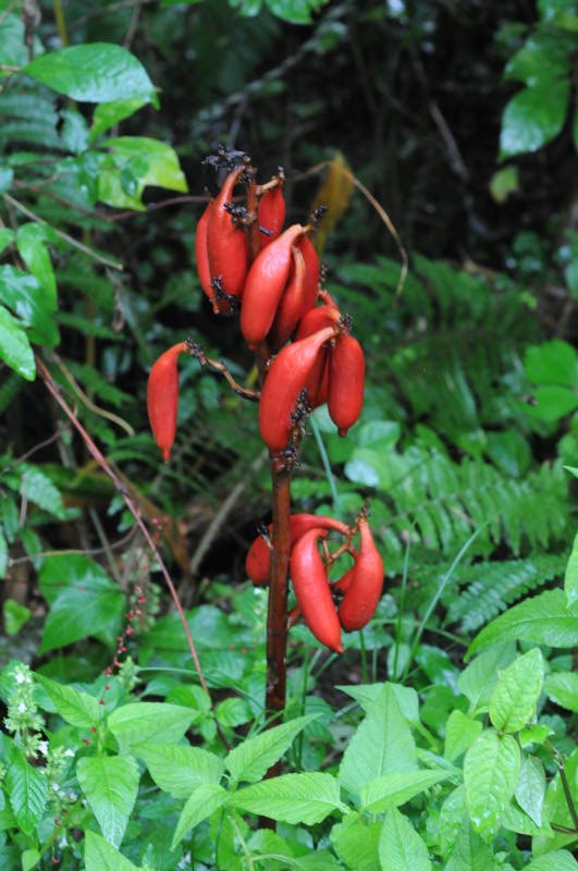 ツチアケビの実