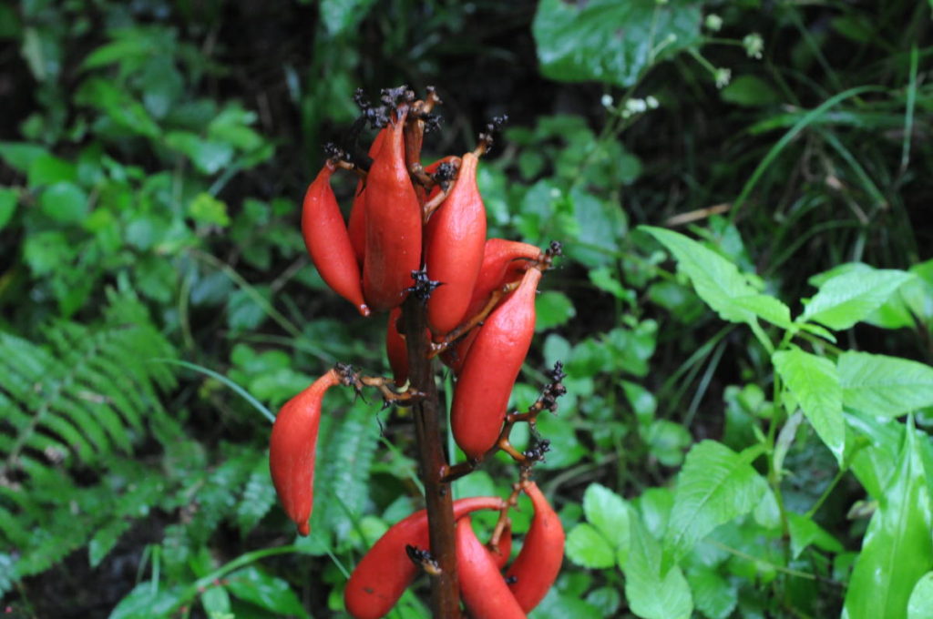 ツチアケビの実