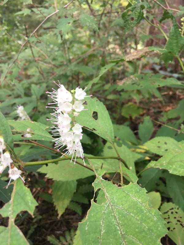 シモバシラの花