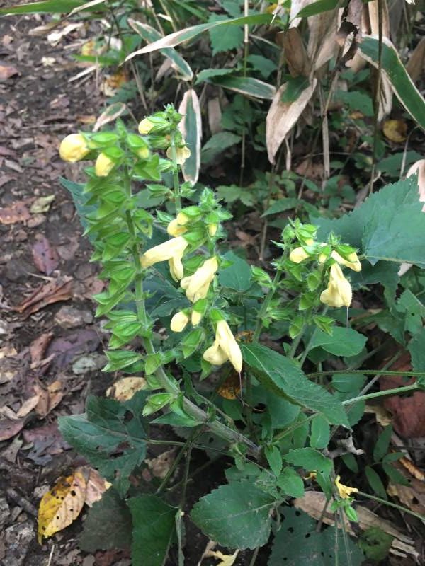 キバナアキギリ