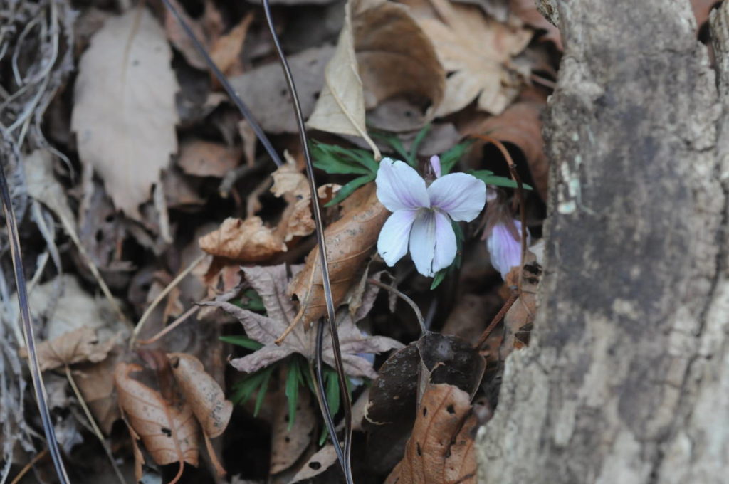 エイザンスミレ