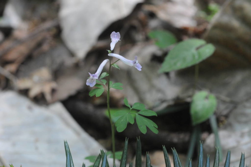 ジロボウエンゴサク