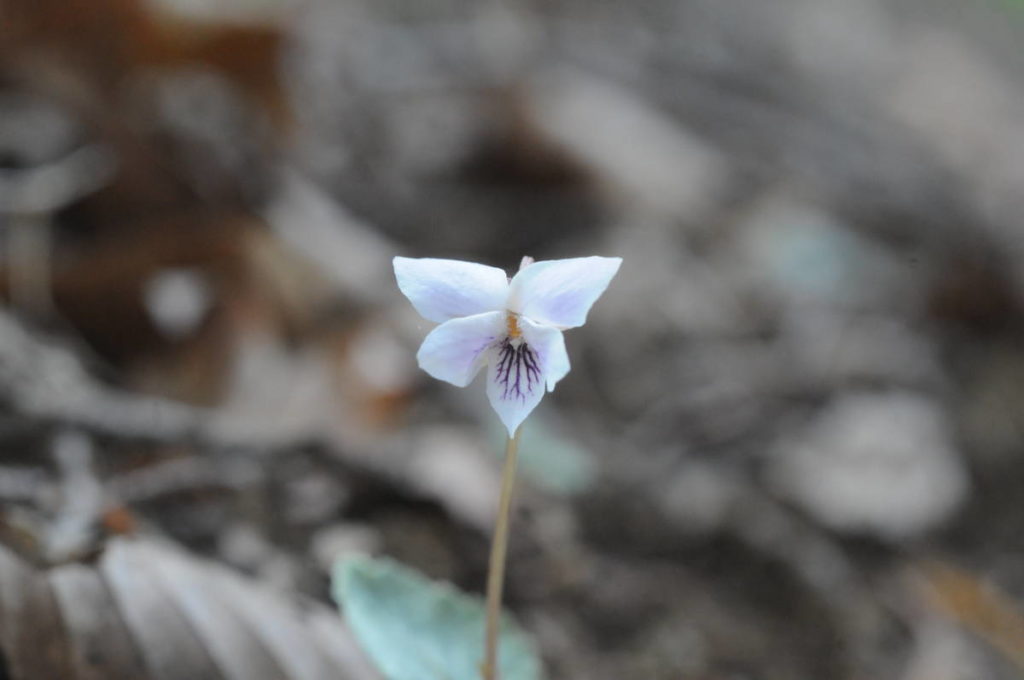 フモトスミレの花
