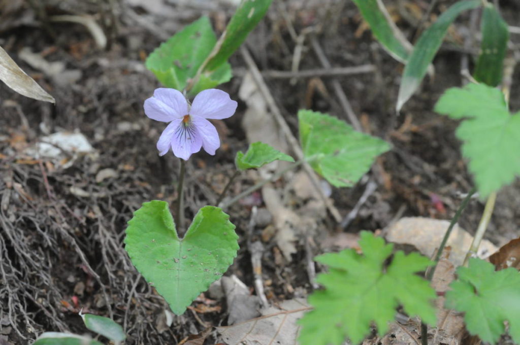 アケボノスミレ