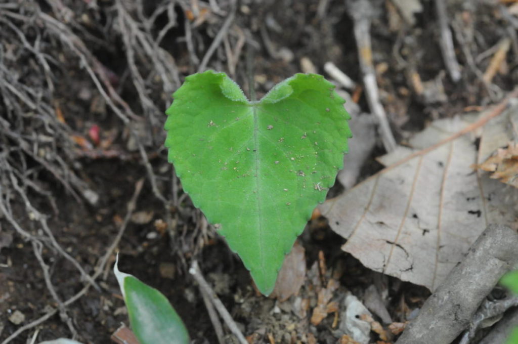 アケボノスミレの葉
