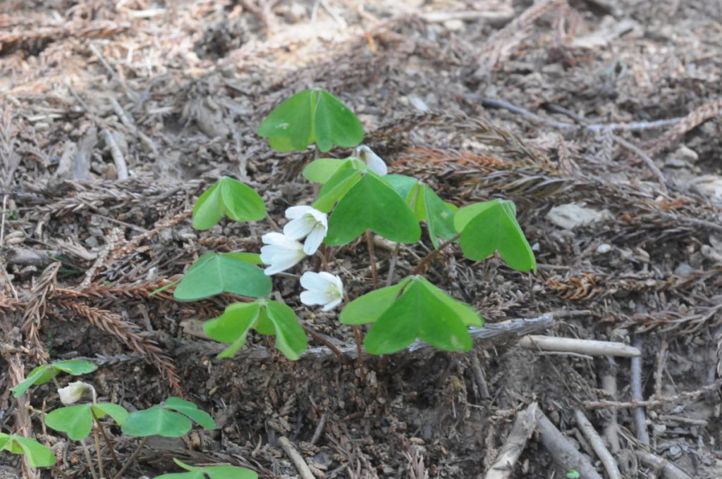 ミヤマカタバミ
