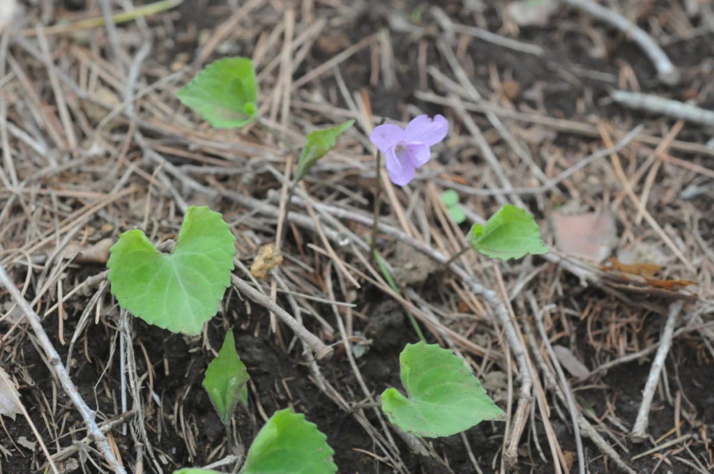 アケボノスミレ