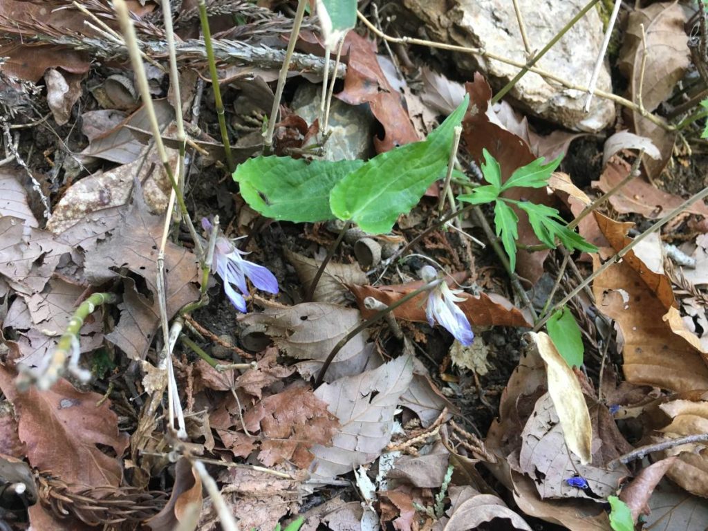 ナガバノスミレサイシン