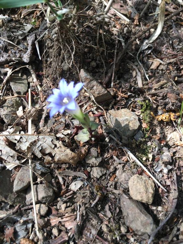 リンドウの仲間