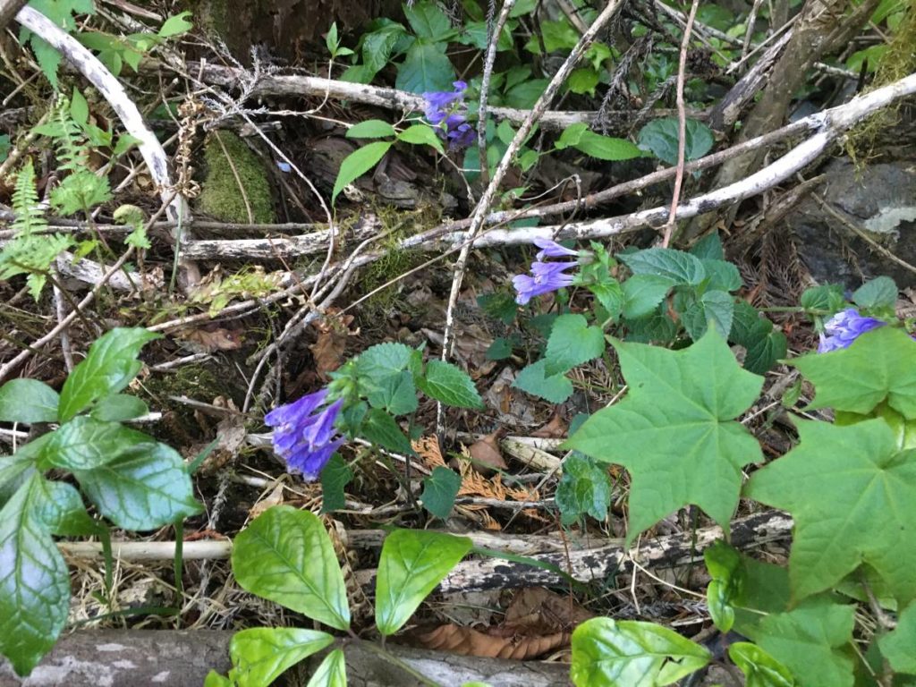 ラショウモンカズラ