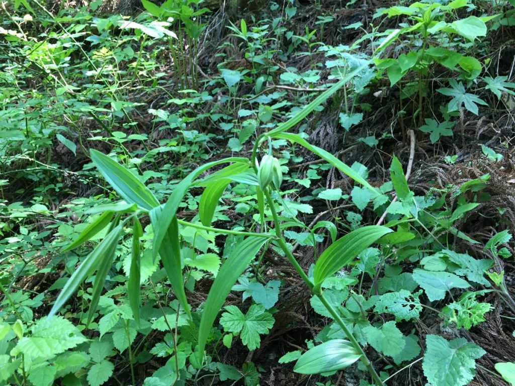 ホウチャクソウ