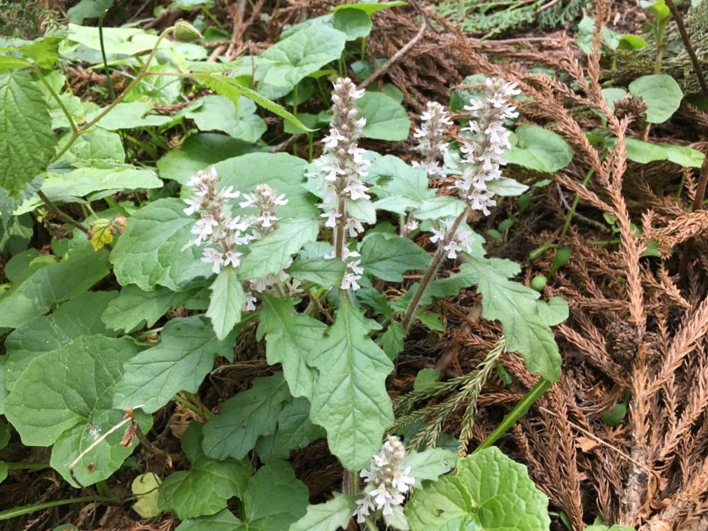 ジュウニヒトエ