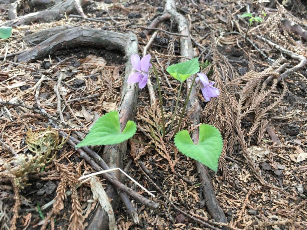 アケボノスミレ
