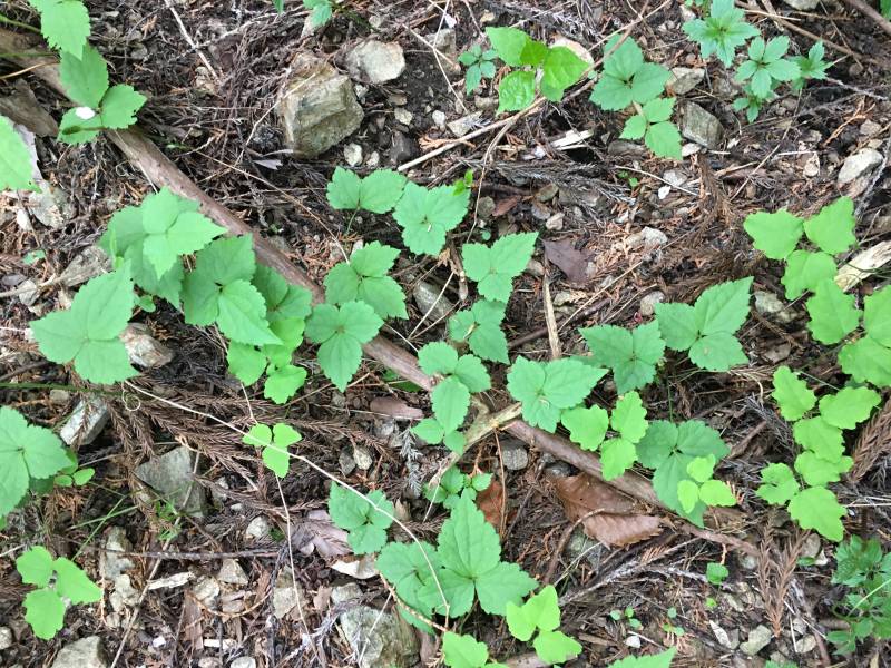 ハンショウヅル