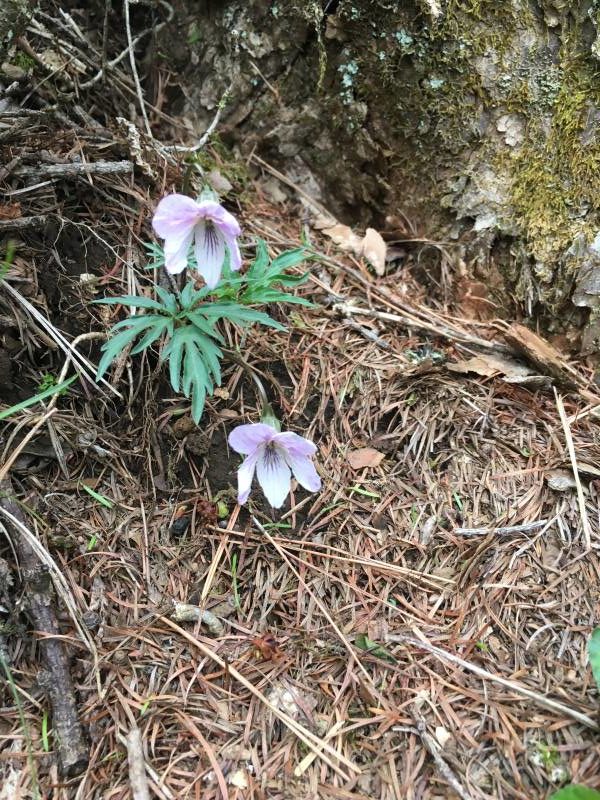 エイザンスミレ