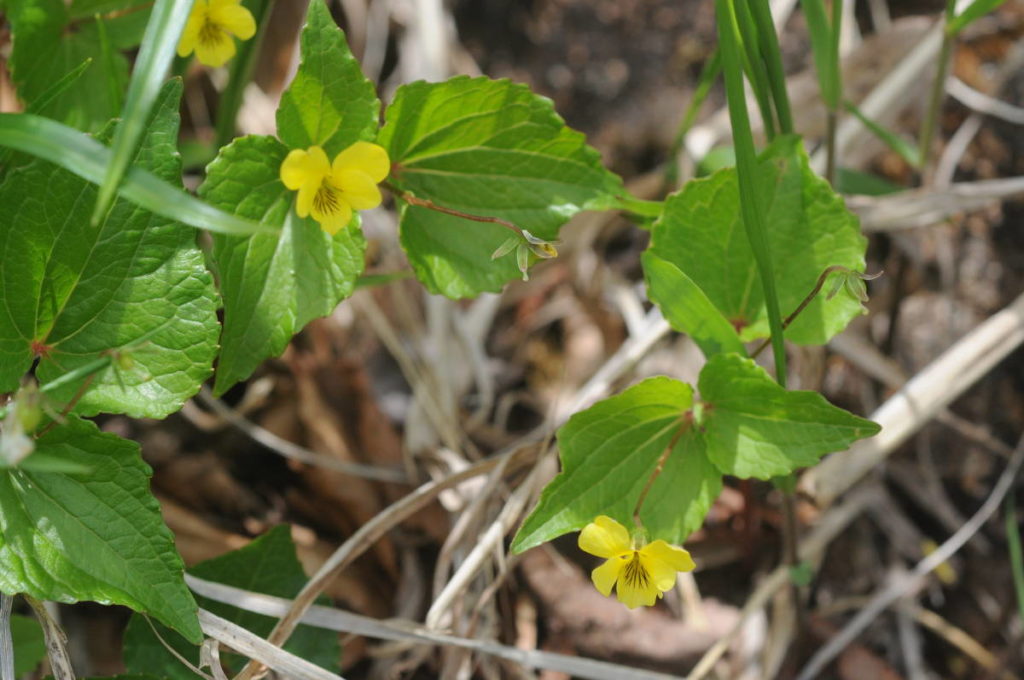 ナエバキスミレ