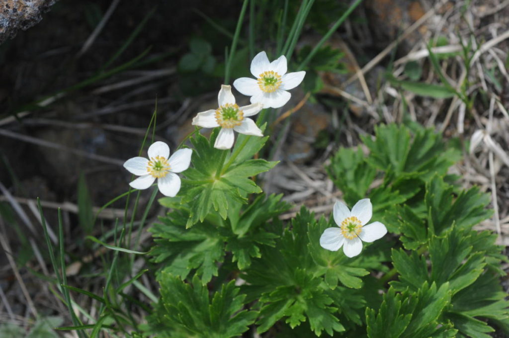 ハクサンイチゲ