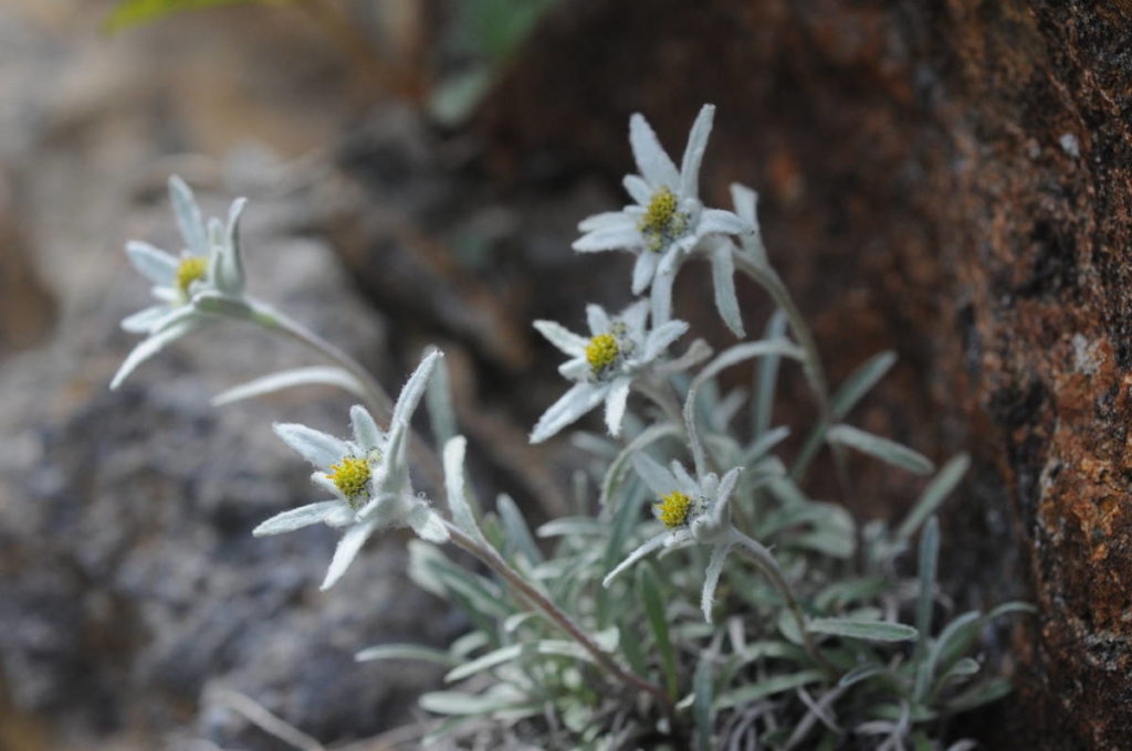 ホソバヒナウスユキソウ