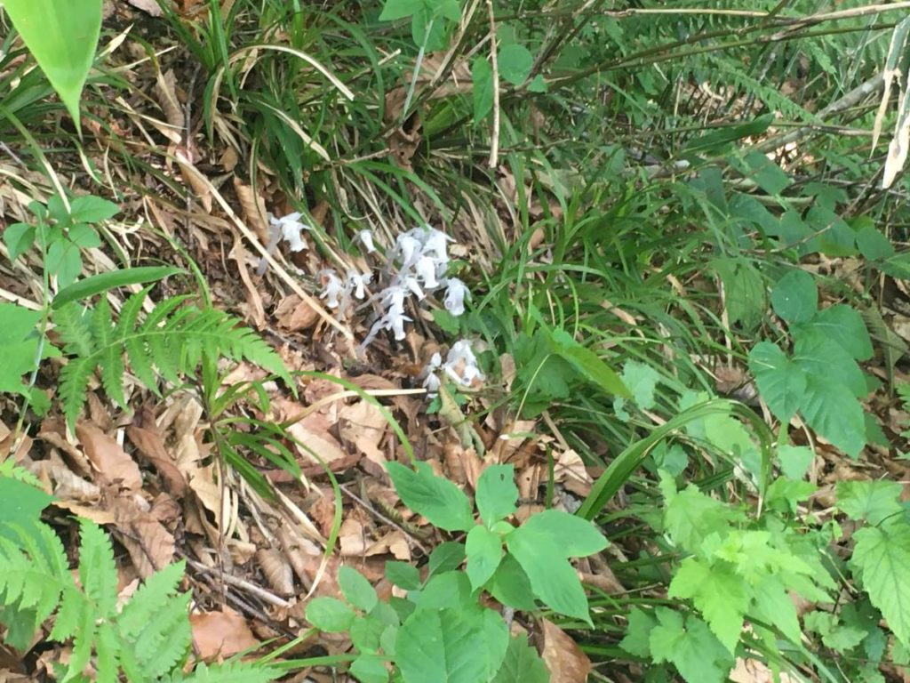 ギンリョウソウ