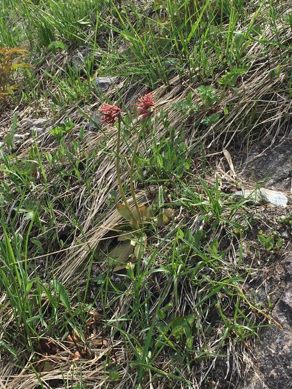 ショウジョウバカマ