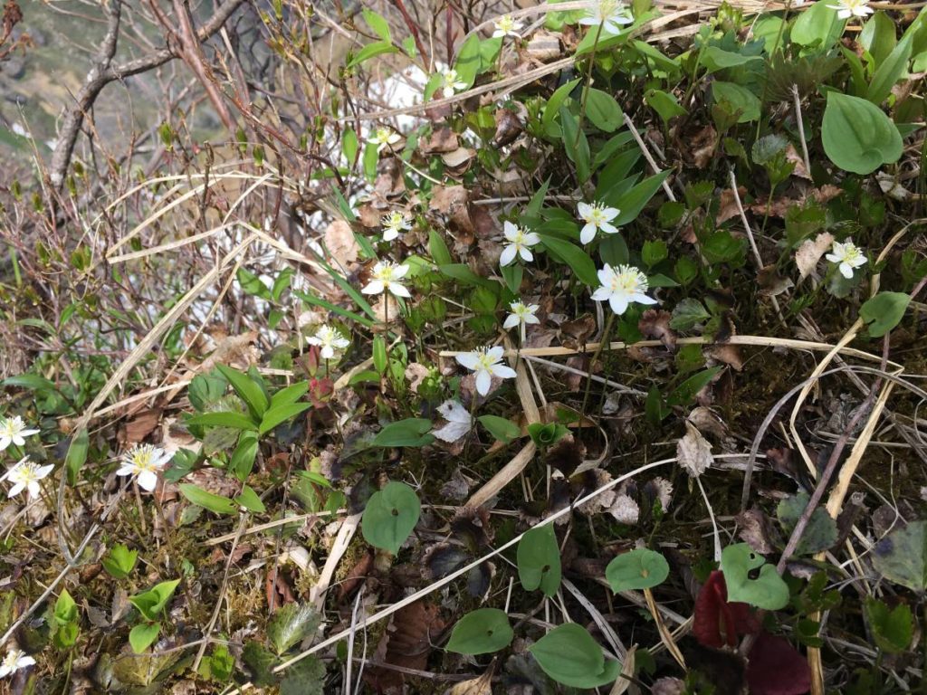 ミツバオウレン