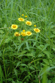 オグルマの仲間