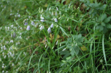 ツリガネニンジン