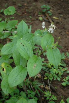 ヤマホトトギス