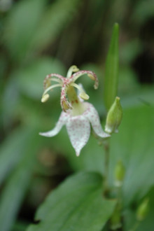 ヤマホトトギス