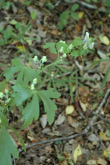 ツクバトリカブト