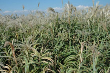 ハチジョウススキ