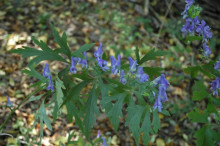 ツクバトリカブト