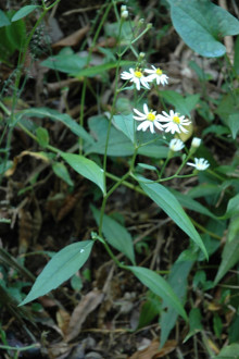 カントウヨメナ？