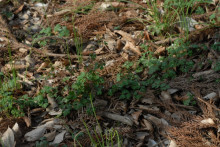 ヒメウズの群落