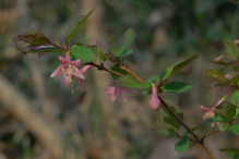 ウグイズカグラ