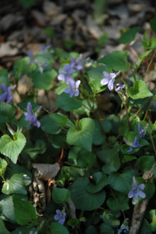 タチツボスミレ